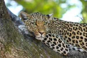 leopard-515509_640